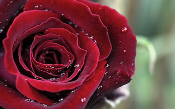 Drops, Macro, Dark, Rose Flower, Rose, Petals HD wallpaper