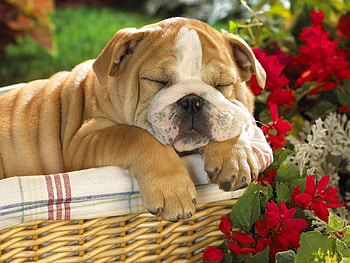 Animals, Dogs HD wallpaper