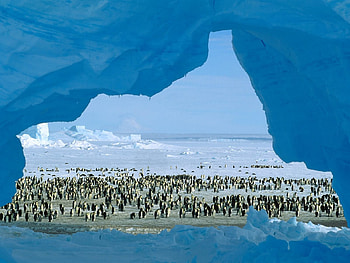 Pinguinos, animal, penguin, antartic, bird HD wallpaper
