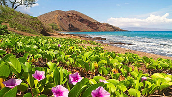 Hawaii ocean coast, island, Hawaii, flowers, ocean HD wallpaper