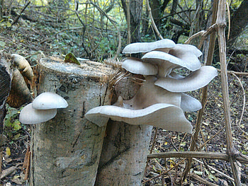 Oyster mushrooms, Mushroom cultivation, La Taillede, Fungal farming HD wallpaper