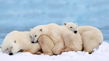 Polar bears, Family HD wallpaper