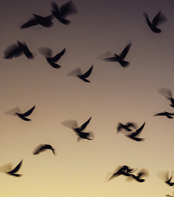 Sunset, silhouette, birds in the sky HD phone wallpaper