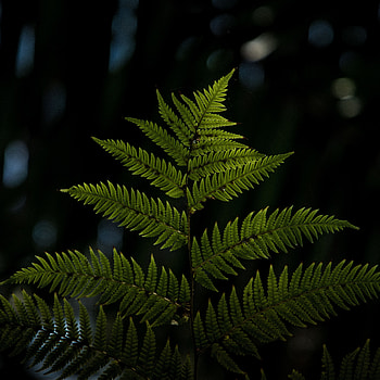 Plant, Macro, Fern, Blur, Smooth, Sheet, Leaf, Carved HD phone wallpaper