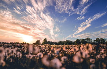 Beautiful cotton field with a stunning sunset sky. Vibrant colors and peaceful nature scene. HD wallpaper