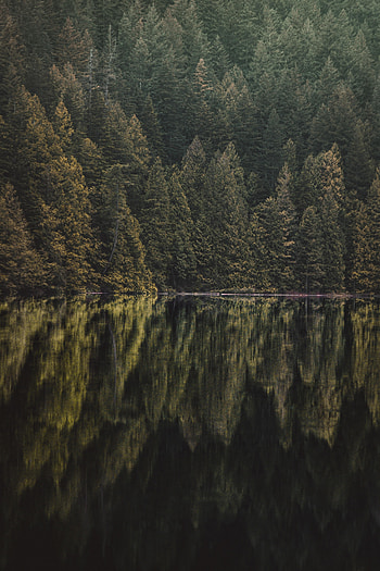 Nature, Trees, Lake, Reflection, Forest HD phone wallpaper