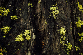 Macro, Moss, Bark HD wallpaper