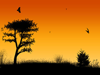 Gold in night , natural, gold in night HD wallpaper