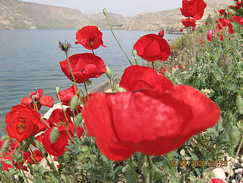 poppies, nature, lake, red HD wallpaper