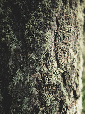 Macro, Wood, Tree, Close-Up, Moss, Bark HD phone wallpaper