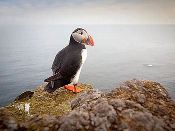 Beautiful Bird, cool, beautiful, bird HD wallpaper