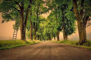 Tree Picking, trees, ladder, road, leaves HD wallpaper