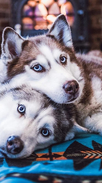 Husky Dog, Husky HD phone wallpaper