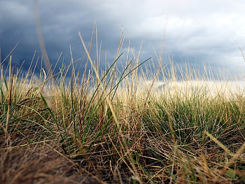 Plants, Grass HD wallpaper