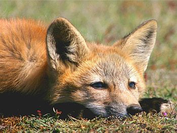 Animals, Fox, Muzzle, Sadness, Sight, Opinion, Sorrow HD wallpaper