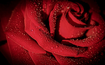 red rose bud, drops on rose petals, red roses, rose flower, background with a red rose bud, beautiful flowers, rose background HD wallpaper