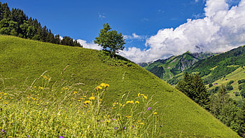 Hill, Slope, Tree, Grass, Field, Yellow, Flowers, Trees, Blue, Sky, Bushes, Clouds Nature HD wallpaper