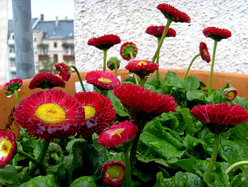 daisies, nature, flowers, red HD wallpaper