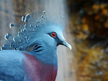Goura Victoria, blue, victoria crowned pigeon, bird, red eye, waterfall, pasare HD wallpaper