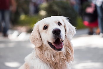 Golden Retriever smiling outdoors with shallow depth of field focus. HD wallpaper