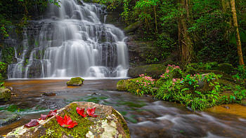 Tropical Waterfall in Thailand, flowers, rocks, river, leaves, cascades, trees HD wallpaper