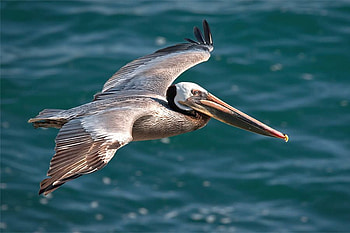 Flying Bird, cool, flying, bird HD wallpaper
