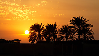 Nature, Sunset, Sky, Clouds, Palms, Horizon, Dark, Outlines HD wallpaper