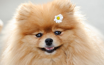 Animals, Dogs HD wallpaper