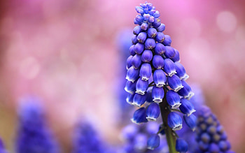 Hyacinth, Nature's beauty, , Background HD wallpaper