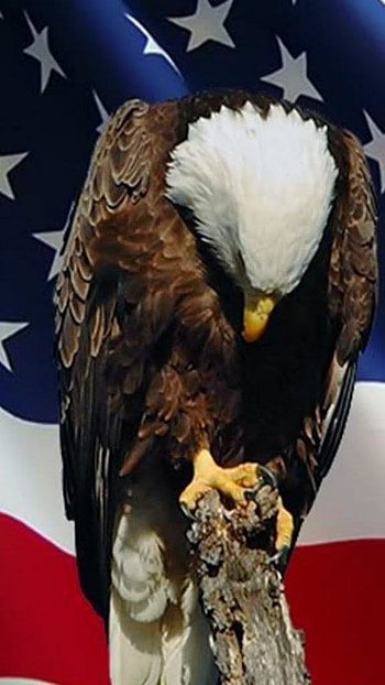 Memorial Day 2022, American Flag, Eagle, Background HD phone wallpaper