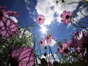 Sunny Side Up, sunny, sky HD wallpaper