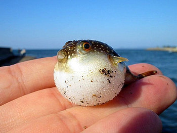 Small Fish, cool, fish, small HD wallpaper