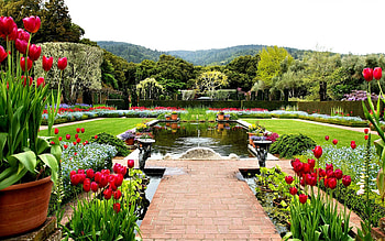 Garden, nature, flower, pond HD wallpaper