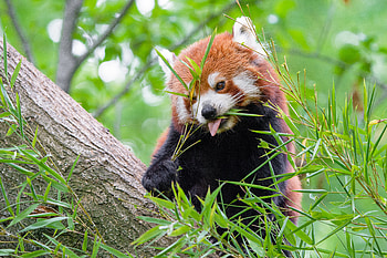 Animals, Food, Protruding Tongue, Tongue Stuck Out, Red Panda, Fiery Panda HD wallpaper