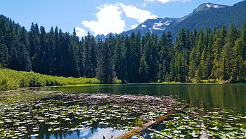 Elk Lake, Washington, clouds, trees, sky, waterlilies, mountains, forest, usa HD wallpaper