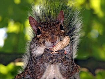 Animals, Squirrel HD wallpaper
