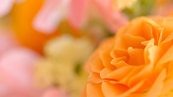 Flower, Macro, Petals, Bokeh, Boquet HD wallpaper