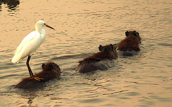 Egret, Capybaras HD wallpaper