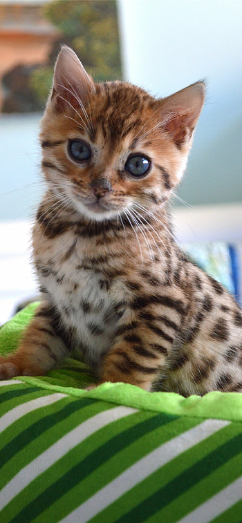 Bengal cats , Feline grace, Majestic and wild, Elusive beauty HD phone wallpaper