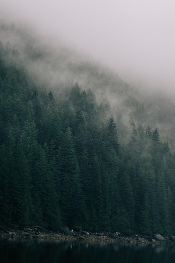 Nature, Trees, Lake, Shore, Bank, Forest, Cloud HD phone wallpaper
