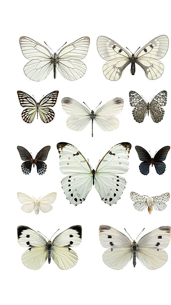 White Butterfly, Adorable Background HD phone wallpaper