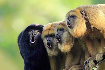 Howler Monkey, Furry mammal, Protected species, Vocal communicator HD wallpaper