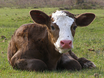 Animals, Ears, Head, Cow, Bull HD wallpaper