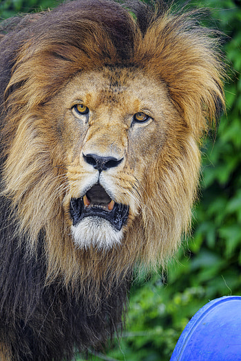 Animals, Muzzle, Lion, Predator, Big Cat, Sight, Opinion, To Fall, Mouth HD phone wallpaper