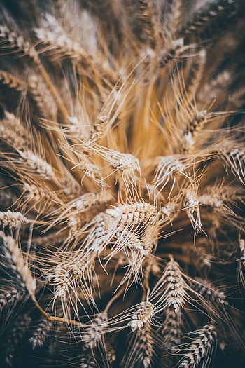 Cones, Macro, Dry, Spikelets, Grain, Cereals, Corn, Rye HD phone wallpaper