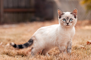 Animals, Grass, Cat, Kitty, Kitten, Sight, Opinion, Stroll HD wallpaper