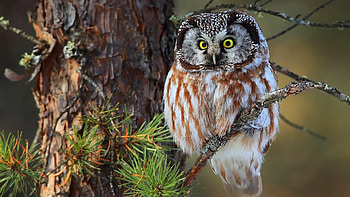 Boreal owl, Owls HD wallpaper