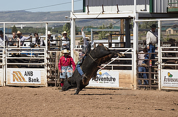 Bull riding, Rodeo HD wallpaper