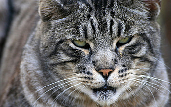 Animals, Cat, Striped, Grey, Large, Big, Wild HD wallpaper