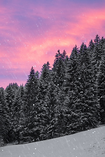 Winter, Nature, Sky, Snow, Forest, Ate, Snowfall HD phone wallpaper